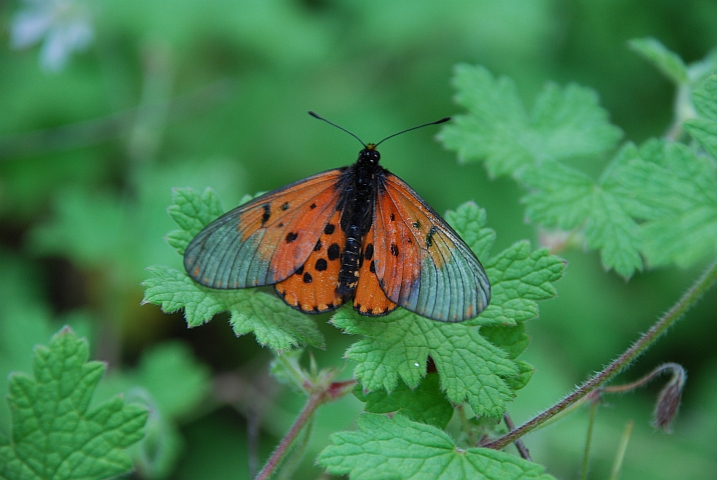 Ein Schmetterling mit ungewohnter Flügelkombination