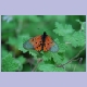 Ein Schmetterling mit ungewohnter Flügelkombination