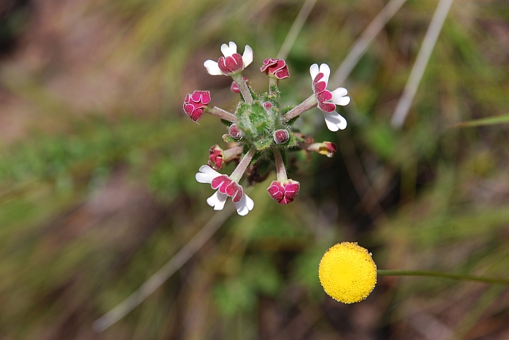 Kleine, feine Blumen