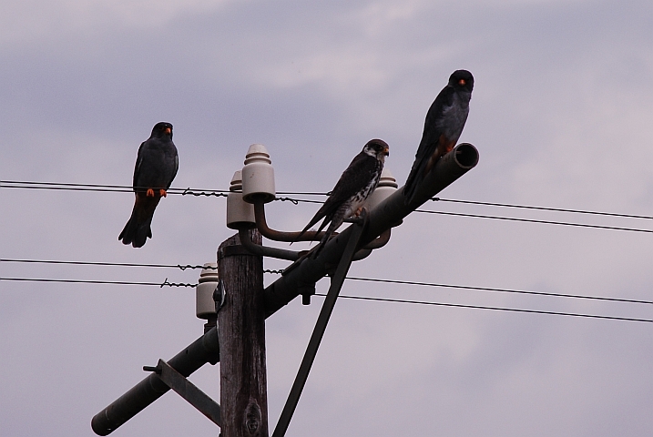 Amur Falcon (Amurfalken) sind Sommergäste in Südafrika und brüten in Sibirien