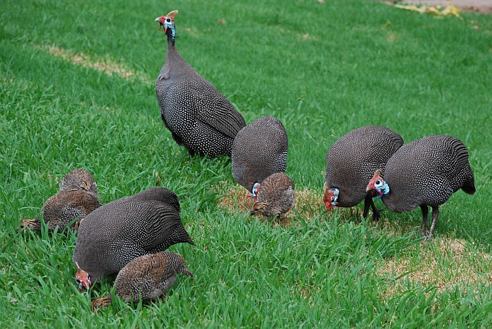 Helmeted Guineafowl (Helmperlhühner) mit Jungen