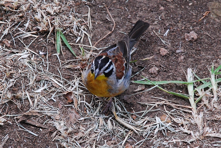 Golden-breasted Bunting (Gelbbauchammer)