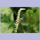 Greater Double-collared Sunbird (Doppelband-Nektarvogel) (m)