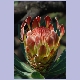Protea-Blüte kurz vor...