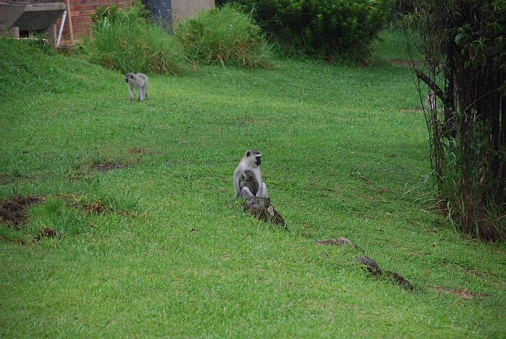 Meerkatzen schleichen im Camp umher