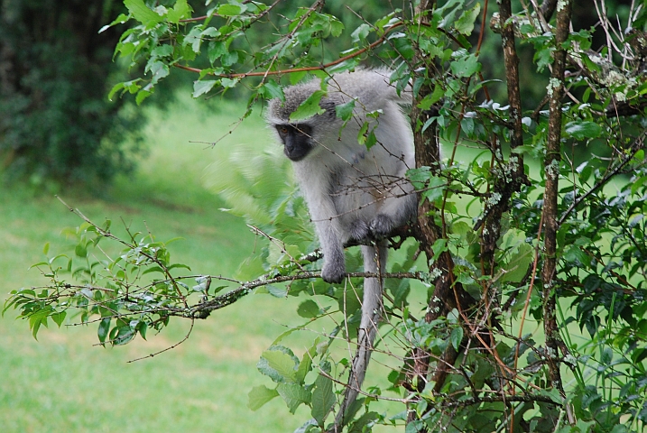 Ein Vervet Monkey. Der deutsche Name Meerkatze hat so viel mit einer Katze zu tun wie ein Meerschwein mit einem Schwein...