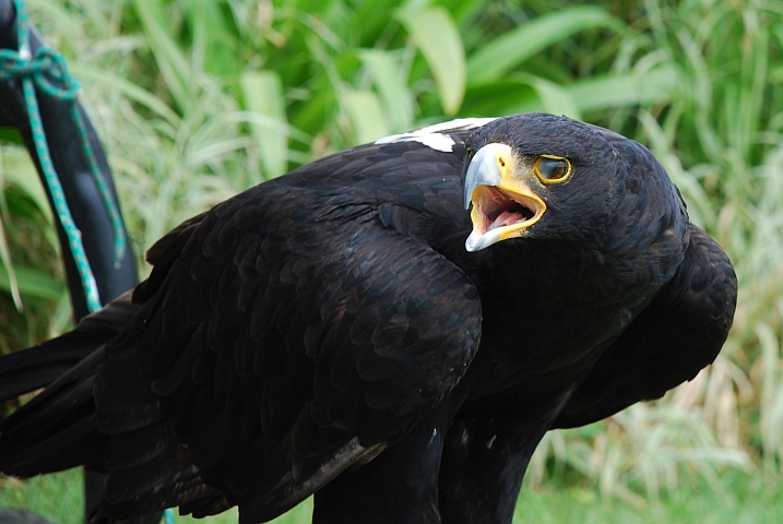 Verreaux Eagle (Felsenadler)