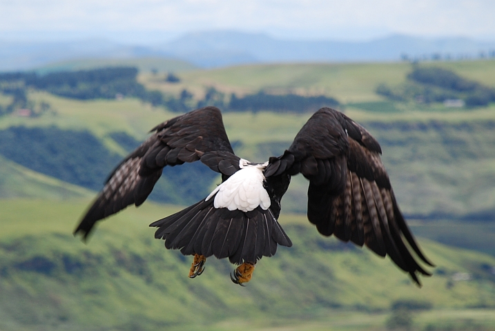 Ein Verreaux’s Eagle (Kaffernadler) hat eben abgehoben...