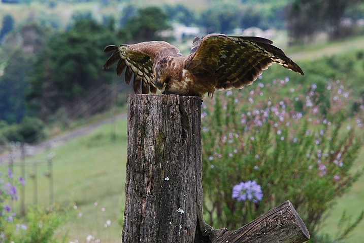 Ein junger African Harrier-Hawk (Höhlenweihe) holt sich Futter aus den Baumhöhlen