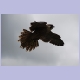 Junger Peregrine Falcon (Wanderfalke) im Flug