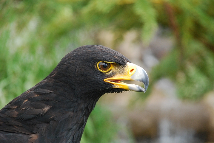 Beim Verreaux’s Eagle (Kaffernadler) wird die Herkunft des Begriffs “Adlerauge“ sonnenklar