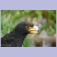 Beim Verreaux’s Eagle (Kaffernadler) wird die Herkunft des Begriffs “Adlerauge“ sonnenklar
