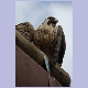 Der Peregrine Falcon (Wanderfalke) wirft sich in Pose