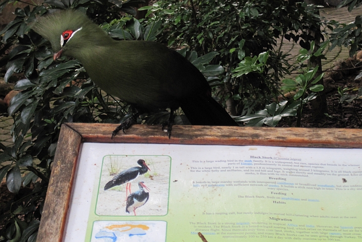 Knysna Turaco (Helmturaco)