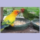 Zwei farbenfrohe exotische Papageien in einer Voliere in Sun City