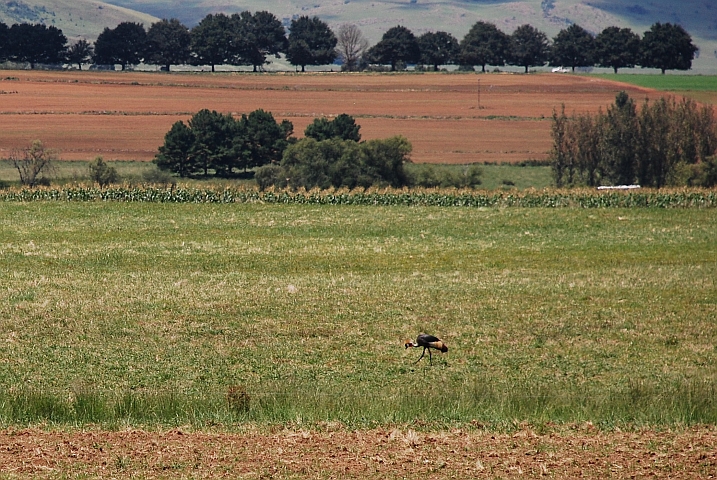 Ein Grey Crowned Crane (Kronenkranich)