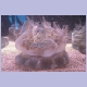 Eine Qualle die nicht schwimmt, sondern kopfunter auf dem Meeres- bzw. Aquariumboden steht