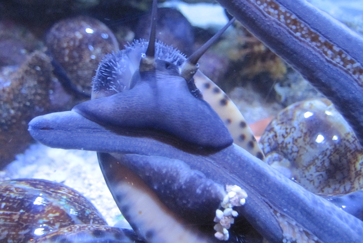 An der Aquariumscheibe klettert eine Schnecke über einen Seesternarm