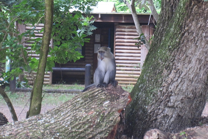 Ein Samango Monkey, der seltenere Verwandte der Meerkatze