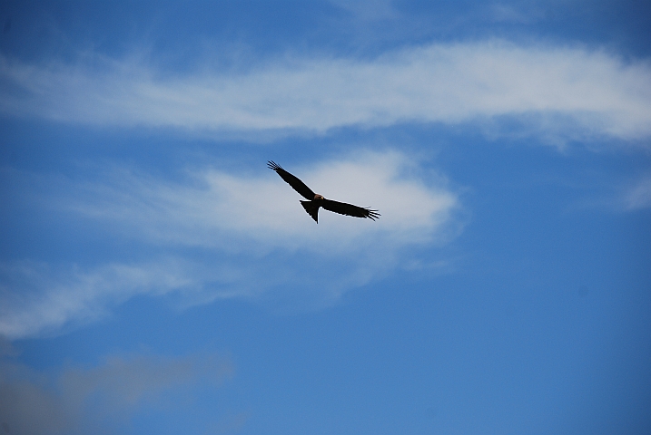 Ein Yellow-billed Kite (Schmarotzermilan) kreist über dem Camp