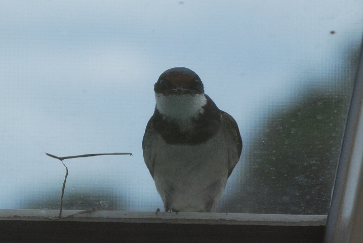 Neugierige White-throated Swallow (Weisskehlschwalbe) auf unserem Aufbaufenster