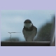 Neugierige White-throated Swallow (Weisskehlschwalbe) auf unserem Aufbaufenster