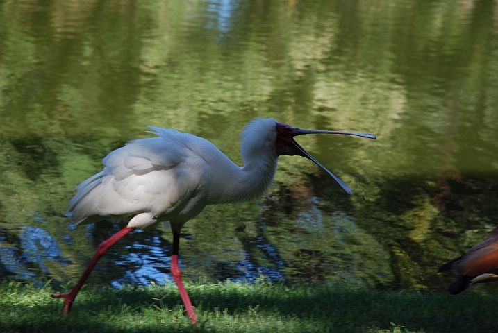 Ein African Spoonbill (Afrikanischer Löffler) mit einer grossen Klappe