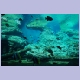 Aquarium mit Rifffischen in uShaka Marine World in Durban