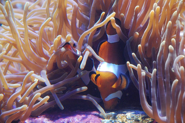 Ein Anemonenfisch in seiner Koralle