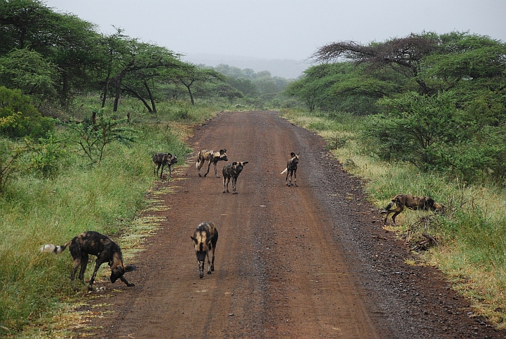 Ein Rudel Afrikanischer Wildhunde