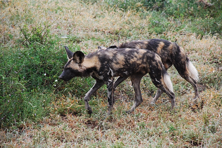 African Wilddogs (Afrikanische Wildhunde) im Imfolozi Nationalpark