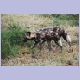 African Wilddogs (Afrikanische Wildhunde) im Imfolozi Nationalpark
