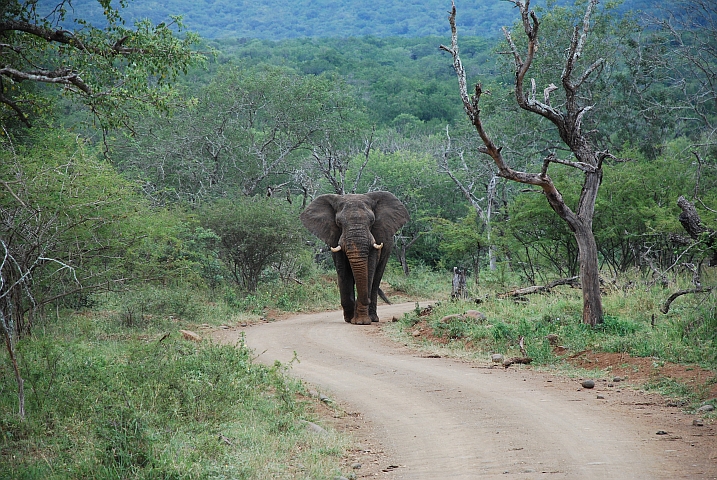 Dieser Elefant macht Obelix Platz