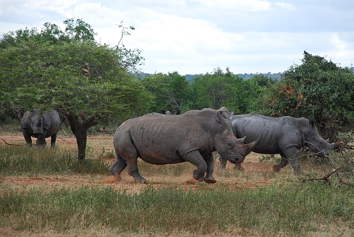 Nashorn beim Schrittwechsel!?