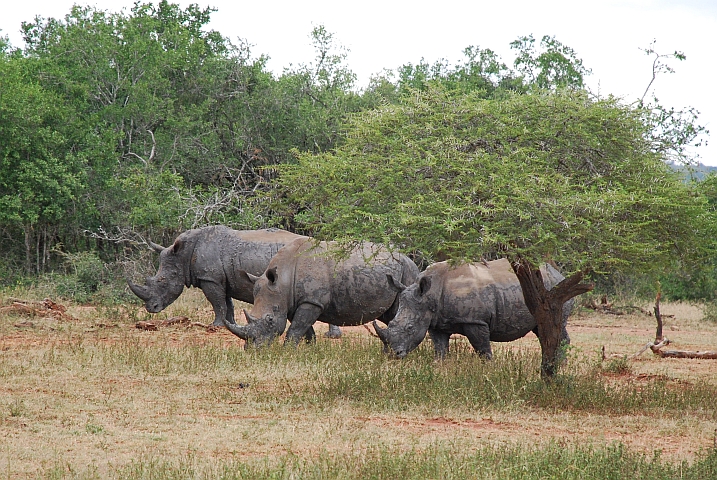 Breitmaulnashörner im Imfolozi Nationalpark