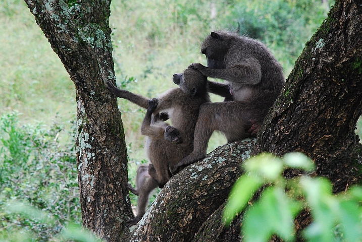 Pavianalltag im Imfolozi Nationalpark