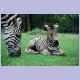 Kleines Zebra mit seiner Mutter im Hluhluwe Nationalpark