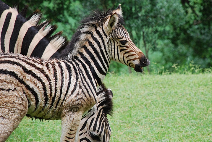 Ob sich das kleine Zebra wohl über das miese Wetter beschwert?