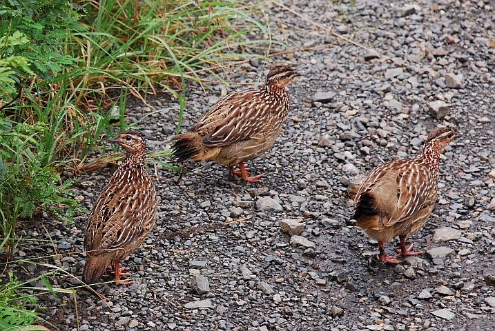 Crested Francolin (Schopffrankolin)