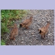 Crested Francolin (Schopffrankolin)