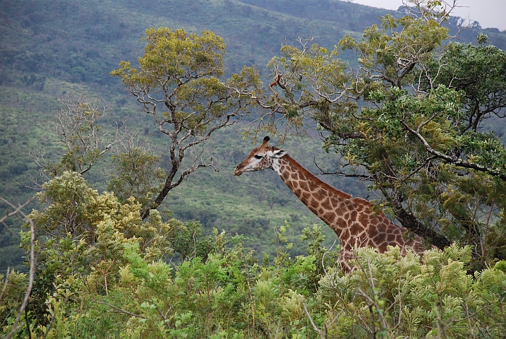 Giraffe im Hluhluwe Nationalpark