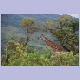 Giraffe im Hluhluwe Nationalpark