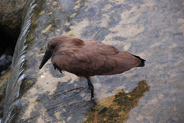 Hamerkop (Hammerkopf)