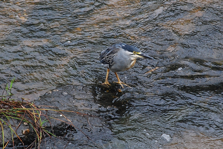 Green-backed Heron (Mangrovenreiher)