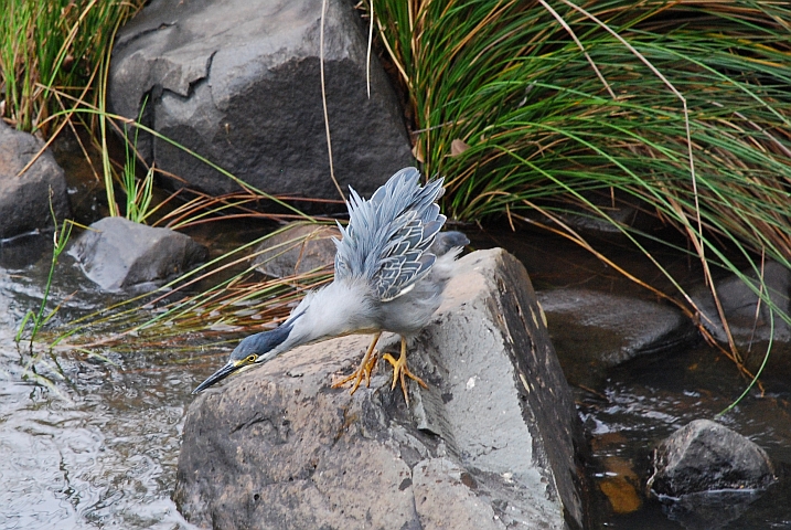 Striated Heron (Mangrovereiher)