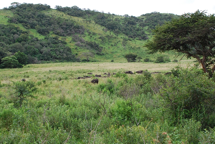 Auf dem Weg zum Ausgang sehen wir auch noch eine Herde Büffel