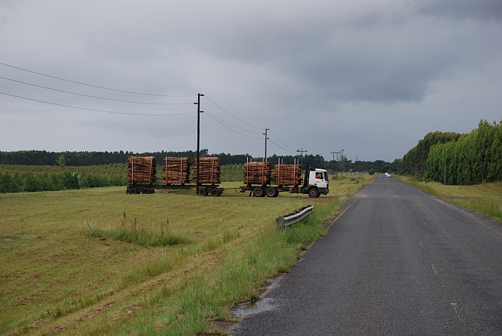 Holzwirtschaft bei Mtubatuba