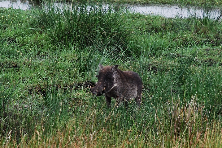 Warzenschwein im Greater St. Lucia Wetland Park zwischen St. Lucia und Cape Vidal