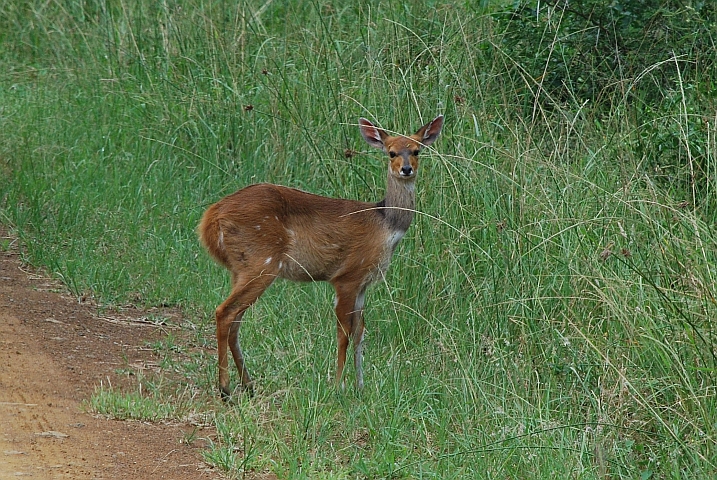 Bushbuck-Weibchen im St. Lucia Nationalpark, der jetzt iSimangaliso Wetland Park heisst