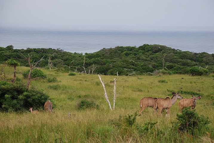 Kudus am Meer haben wir auch noch nie gesehen